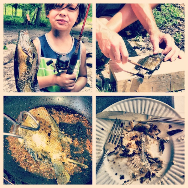 circle of fish